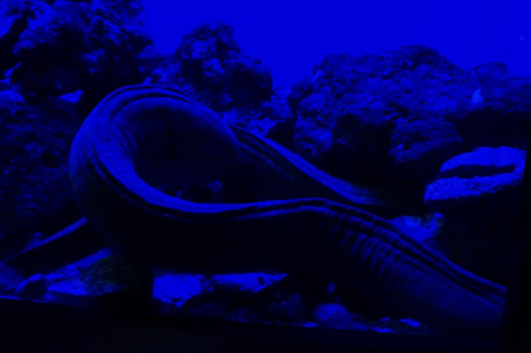 Eel on the sea floor