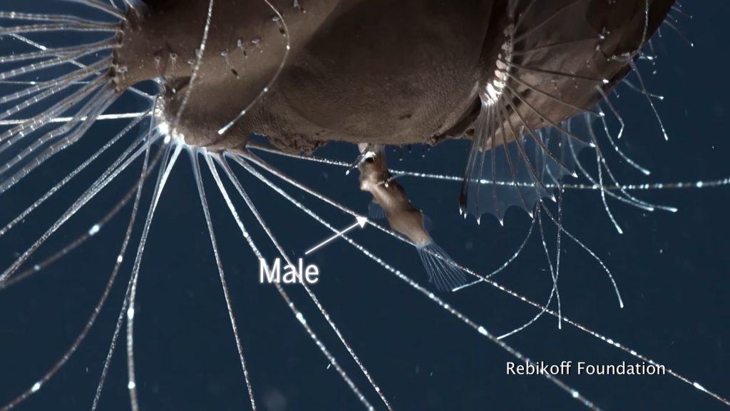 Pointing out the male of the Anglerfish